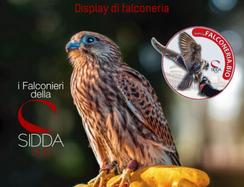 Falconeria